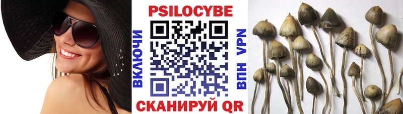 купить наркоту Дегтярск Псилоцибиновые грибы мицелий